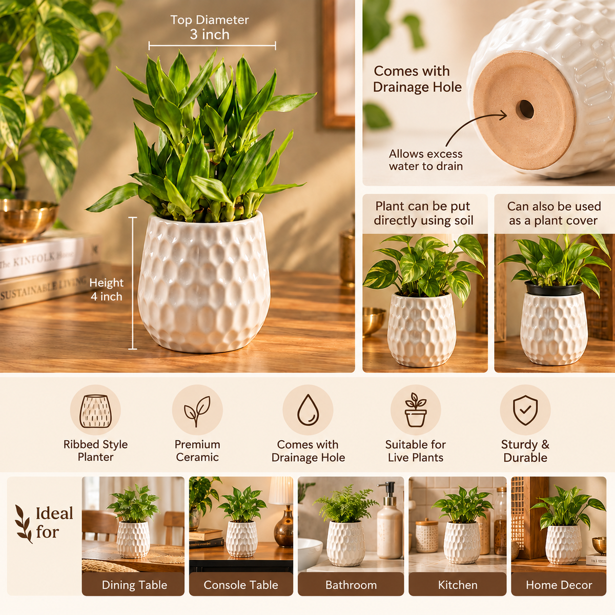 Dimpled Ceramic Texture | Small Decorative Indoor Plant