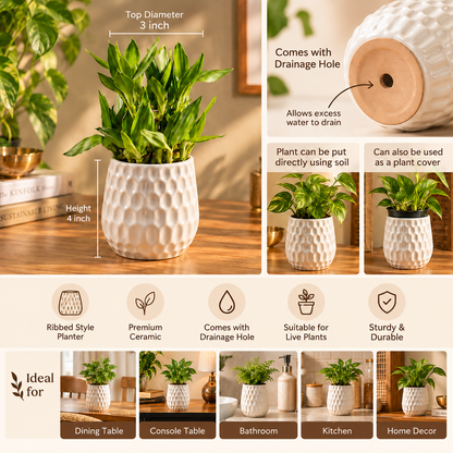 Dimpled Ceramic Texture | Small Decorative Indoor Plant