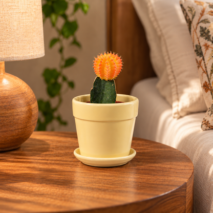 Glossy Finish Succulent Small Planter with Saucer, 3 inch Cream