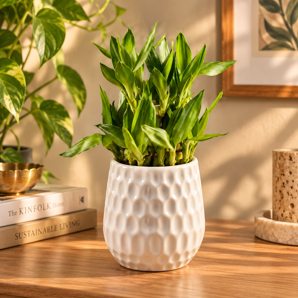 Dimpled Ceramic Texture | Small Decorative Indoor Plant