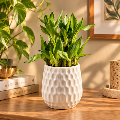 Dimpled Ceramic Texture | Small Decorative Indoor Plant
