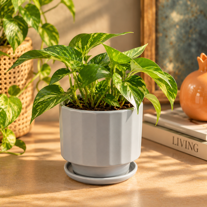 Fluted Ceramic Planter with saucer comes with a drainage hole, Grey