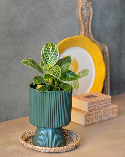 Ceramic Planter for Tabletop & Home Décor, 4 Inch, Teal