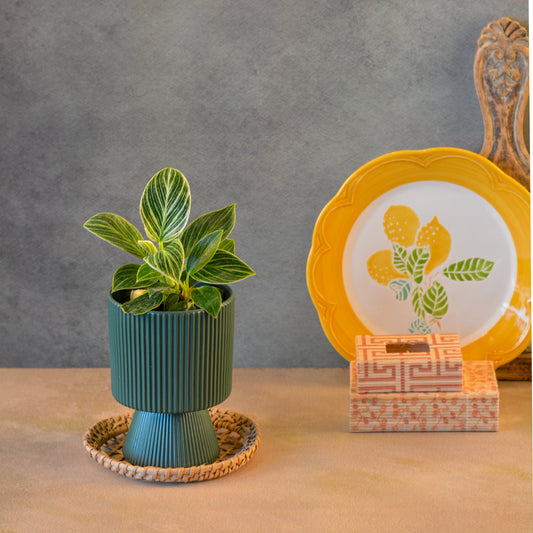 Ceramic Planter for Tabletop & Home Décor, 4 Inch, Teal