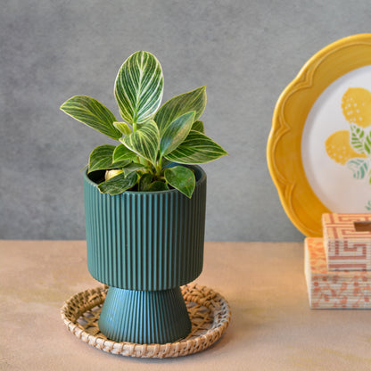 Ceramic Planter for Tabletop & Home Décor, 4 Inch, Teal