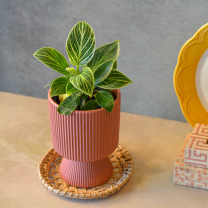Ribbed Ceramic Planter, 4 Inch | Flower Pot for Indoor Plants with Drainage Hole, Peach