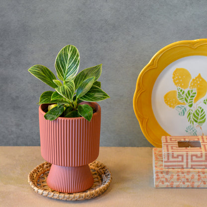 Ribbed Ceramic Planter, 4 Inch | Flower Pot for Indoor Plants with Drainage Hole, Peach