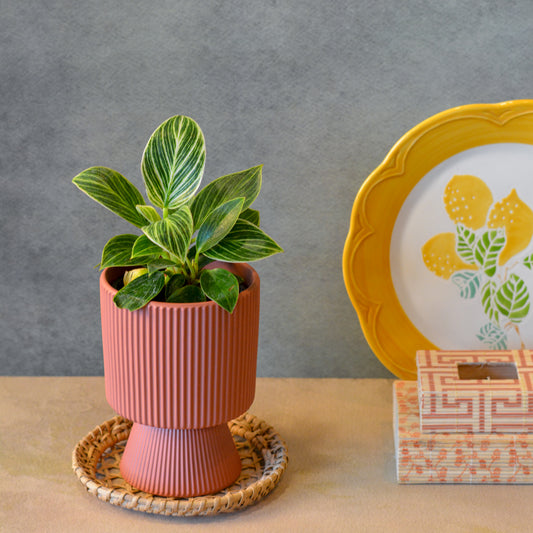 Ribbed Ceramic Planter, 4 Inch | Flower Pot for Indoor Plants with Drainage Hole, Peach