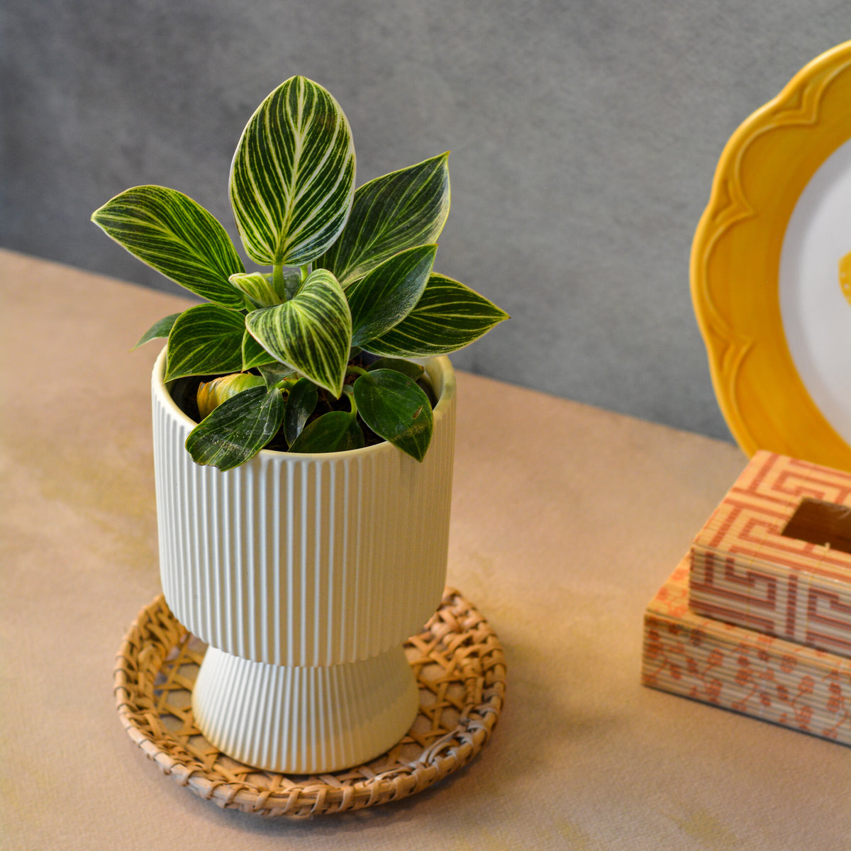 Ribbed Decorative Plant Pot for Home & Tabletop , Off -White