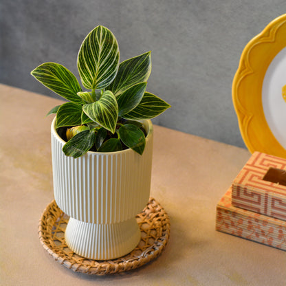 Ribbed Decorative Plant Pot for Home & Tabletop , Off -White