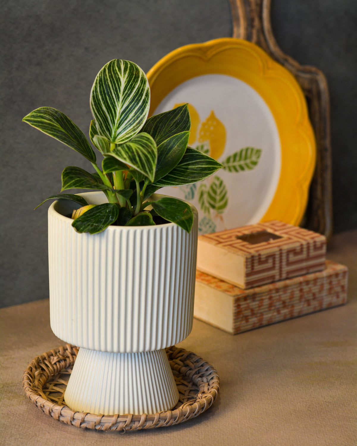 Ribbed Decorative Plant Pot for Home & Tabletop , Off -White