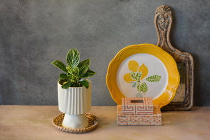 Ribbed Decorative Plant Pot for Home & Tabletop , Off -White