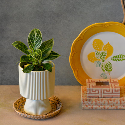 Ribbed Decorative Plant Pot for Home & Tabletop , Off -White