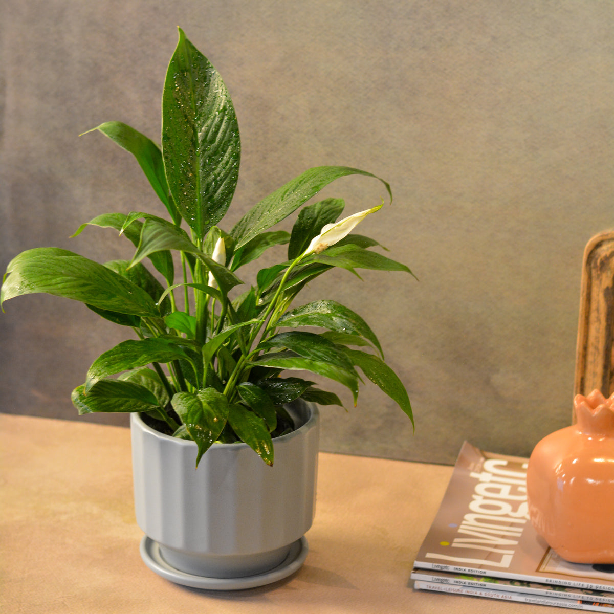 Fluted Ceramic Planter with saucer comes with a drainage hole, Grey
