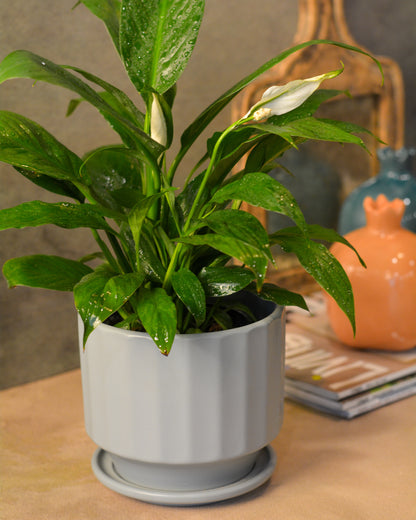 Fluted Ceramic Planter with saucer comes with a drainage hole, Grey
