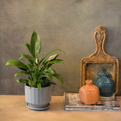 Fluted Ceramic Planter with saucer comes with a drainage hole, Grey