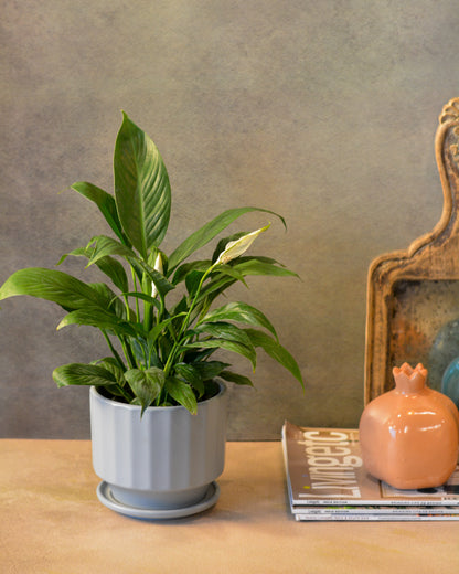 Fluted Ceramic Planter with saucer comes with a drainage hole, Grey