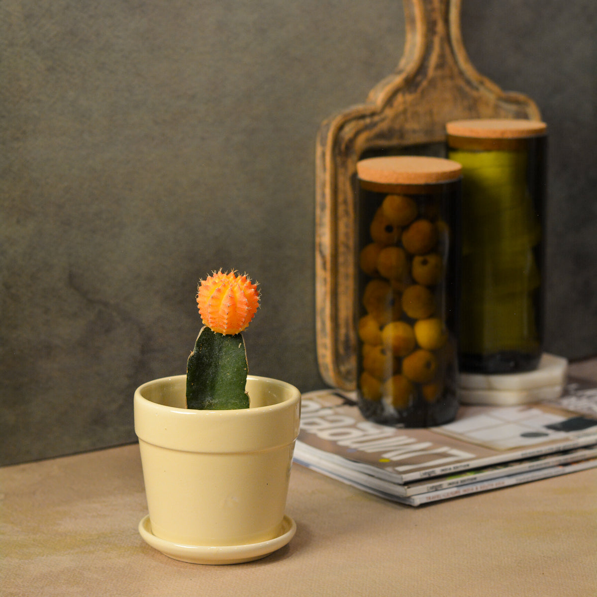 Glossy Finish Succulent Small Planter with Saucer, 3 inch Cream