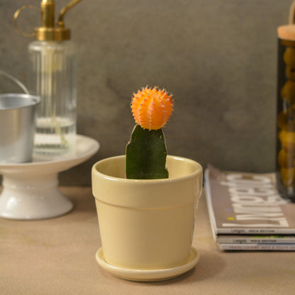 Glossy Finish Succulent Small Planter with Saucer, 3 inch Cream