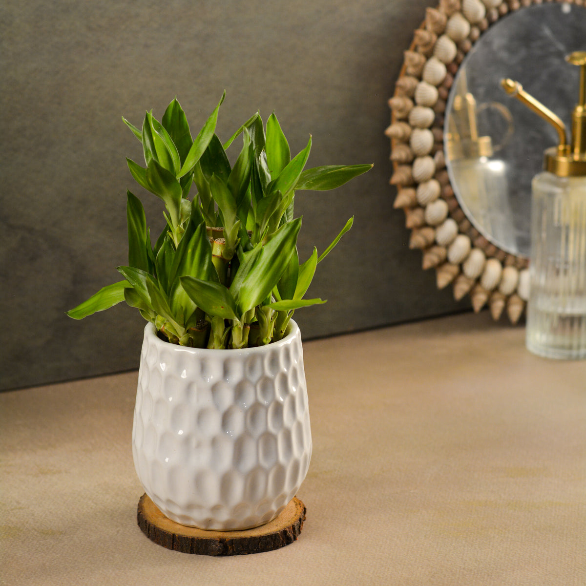 Dimpled Ceramic Texture | Small Decorative Indoor Plant