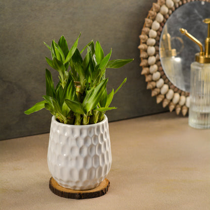 Dimpled Ceramic Texture | Small Decorative Indoor Plant