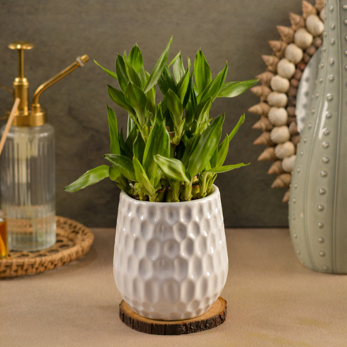 Dimpled Ceramic Texture | Small Decorative Indoor Plant