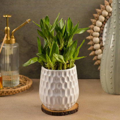 Dimpled Ceramic Texture | Small Decorative Indoor Plant