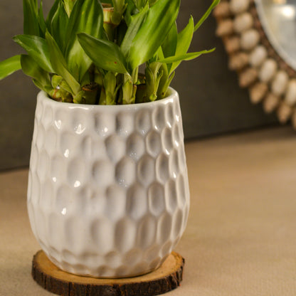 Dimpled Ceramic Texture | Small Decorative Indoor Plant