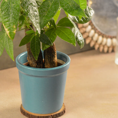 Glossy Texture Ceramic Planter, 4 Inch