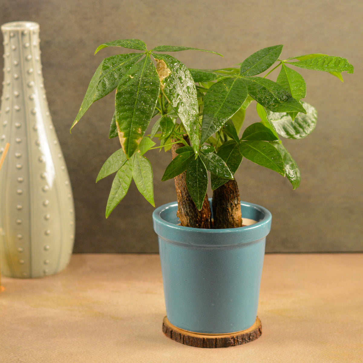 Glossy Texture Ceramic Planter, 4 Inch